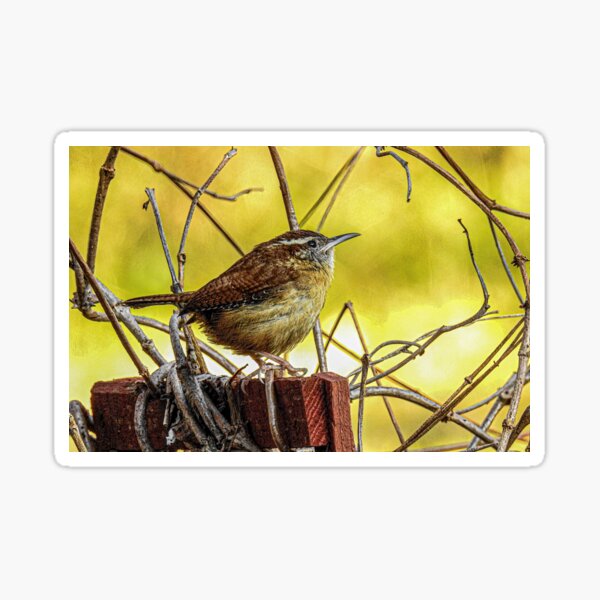 Carolina Wren Sticker