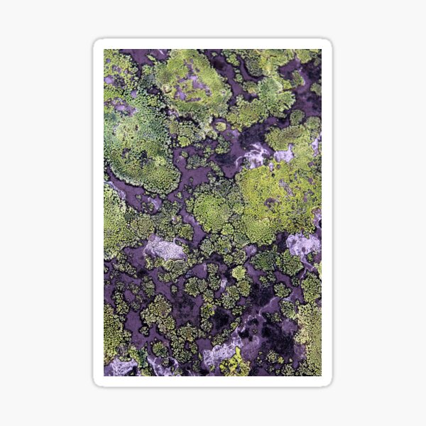 Item preview, lichen designed and sold by KathleenDawson.