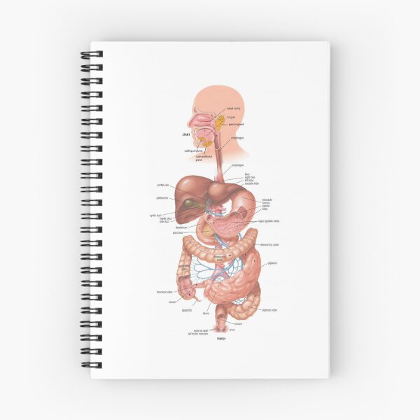 Item preview, Digestive System Diagram  designed and sold by Weird-Artss.