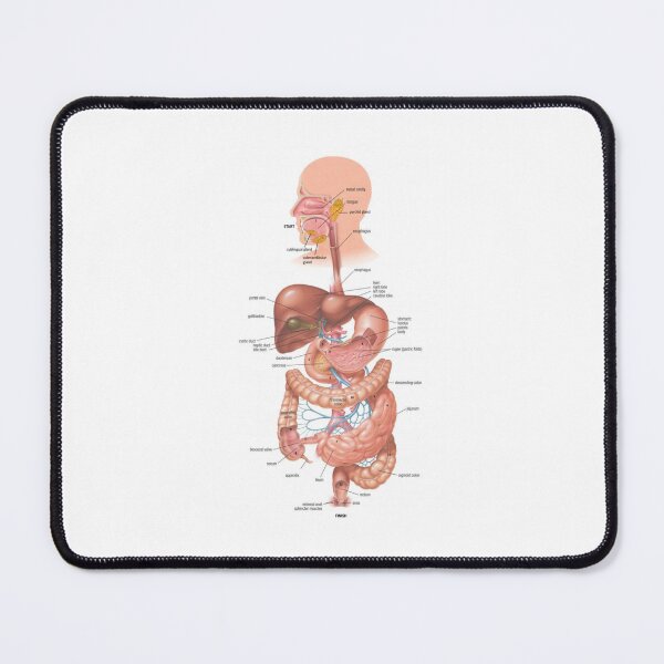 Item preview, Digestive System Diagram  designed and sold by Weird-Artss.