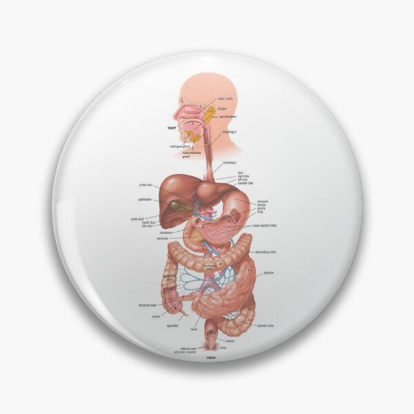 Item preview, Digestive System Diagram  designed and sold by Weird-Artss.