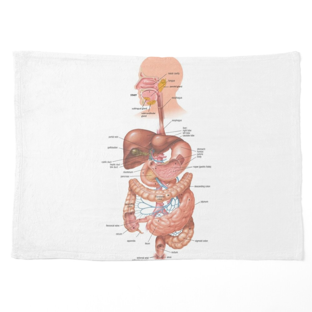 Learn About the Digestive System for Kids - HubPages