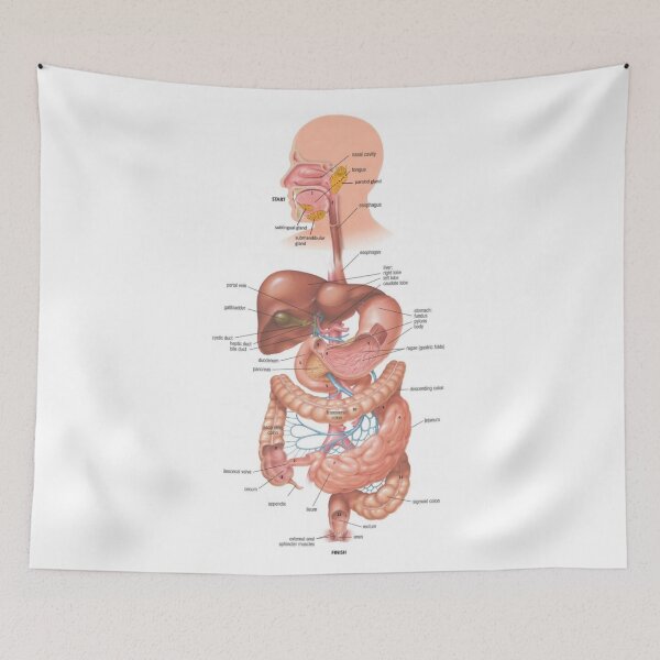 Item preview, Digestive System Diagram  designed and sold by Weird-Artss.