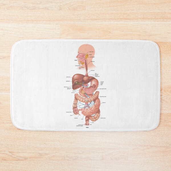 Item preview, Digestive System Diagram  designed and sold by Weird-Artss.