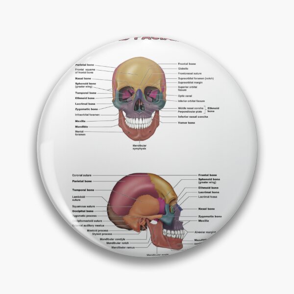 Item preview, Skull and Facial Bones  designed and sold by Weird-Artss.