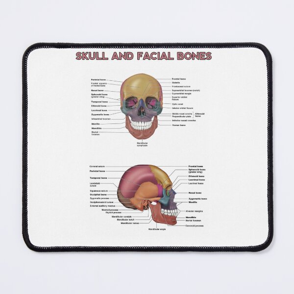 Item preview, Skull and Facial Bones  designed and sold by Weird-Artss.