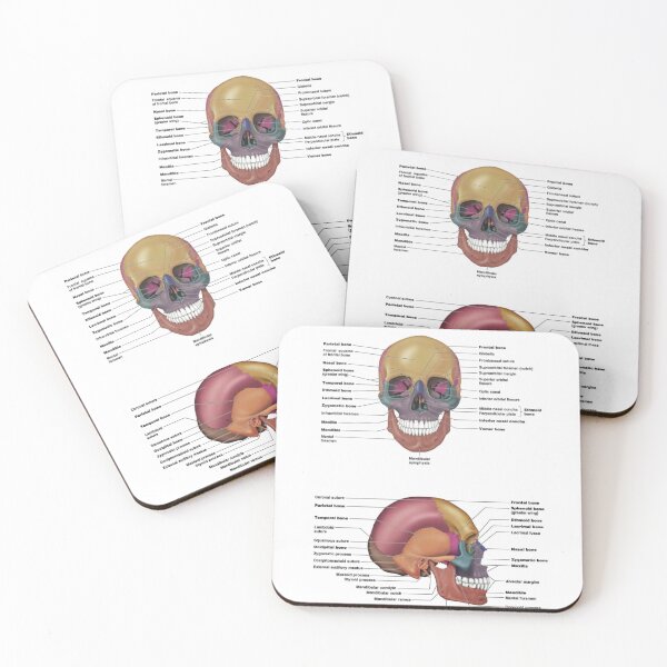 Item preview, Skull and Facial Bones  designed and sold by Weird-Artss.