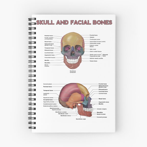 Item preview, Skull and Facial Bones  designed and sold by Weird-Artss.