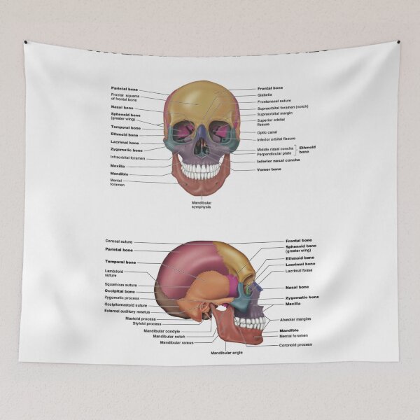 Item preview, Skull and Facial Bones  designed and sold by Weird-Artss.