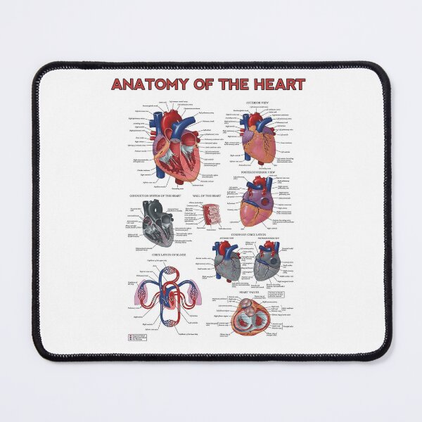 Item preview, Heart Anatomy Knowledge  designed and sold by Weird-Artss.