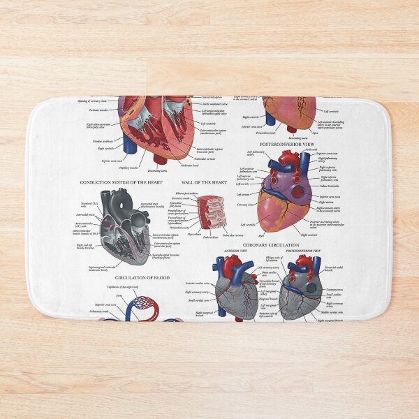Item preview, Heart Anatomy Knowledge  designed and sold by Weird-Artss.