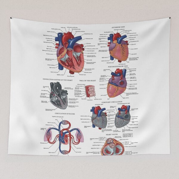 Item preview, Heart Anatomy Knowledge  designed and sold by Weird-Artss.