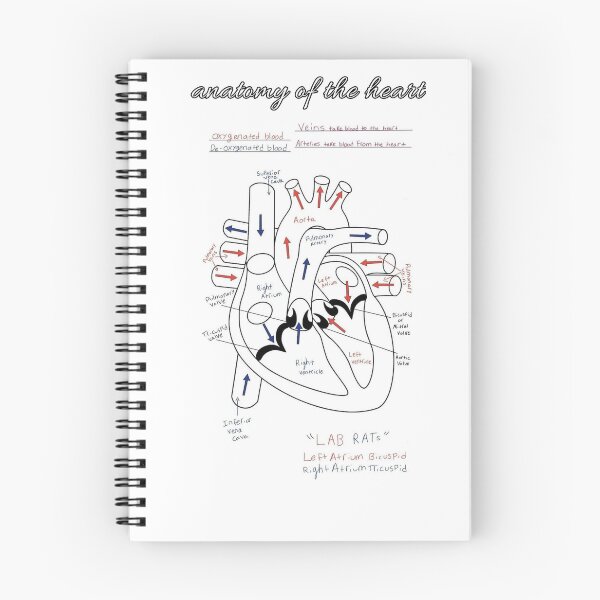 Item preview, The Heart Anatomy Knowledge  designed and sold by Weird-Artss.