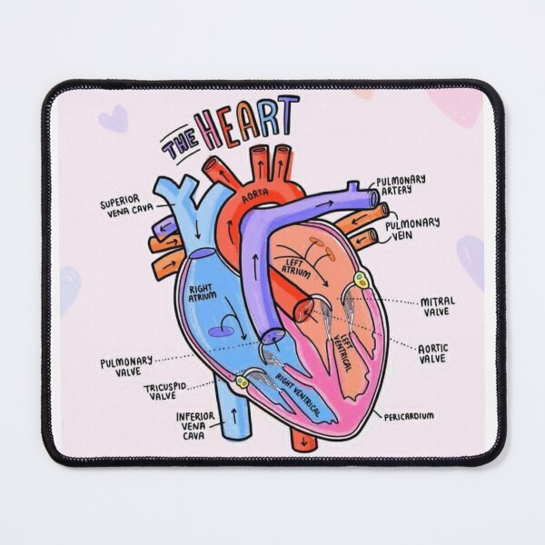 Item preview, The Heart Anatomy Explaining  designed and sold by Weird-Artss.