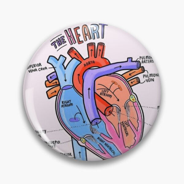 Item preview, The Heart Anatomy Explaining  designed and sold by Weird-Artss.