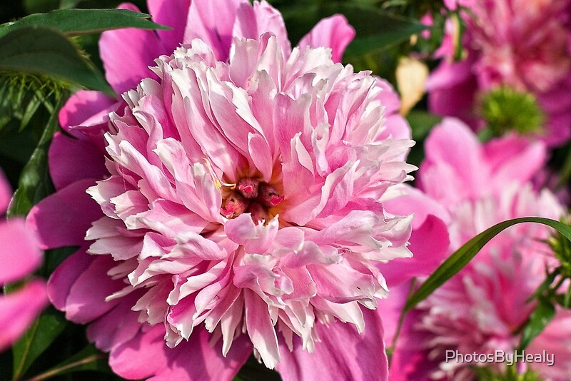 Pink Double Peony by Photos by Healy