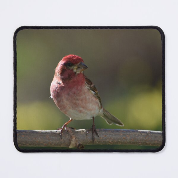 Item preview, A finch in the garden designed and sold by Claude Laprise.