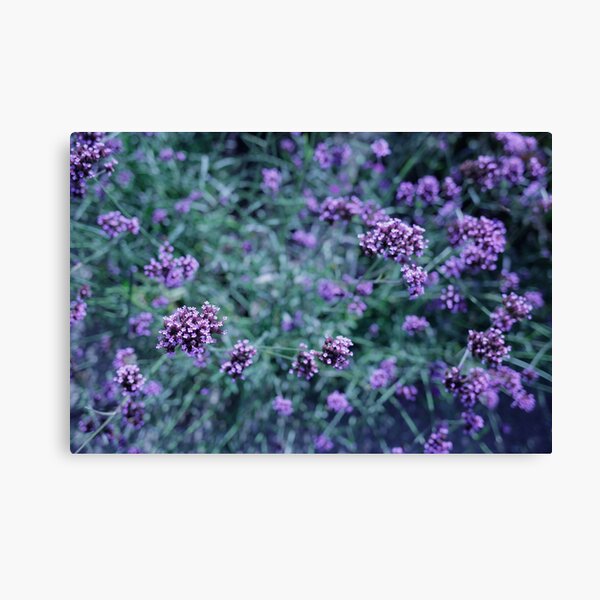 Item preview, Verbena Bonariensis- Matthaei Botanical designed and sold by Jordan Buzzy.