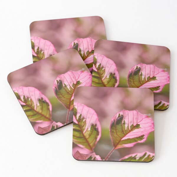 Item preview, Tricolor Beech Tree Leaves designed and sold by Votawgrapher.
