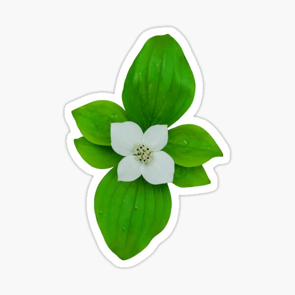 Item preview, Bunchberry designed and sold by PNWBeePhotos.