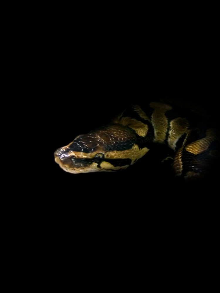 Thumbnail 4 of 4, iPhone Case, Python designed and sold by Guardi71.