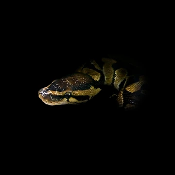 Artwork thumbnail, Python by Guardi71