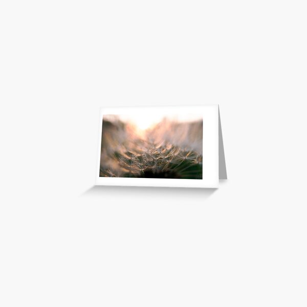 Dandelion Fluff Sunset 1 Greeting Card