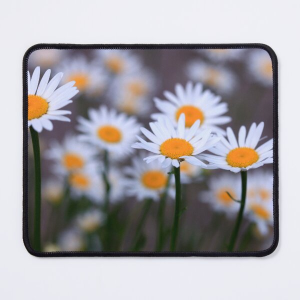 Item preview, White big chamomiles in field designed and sold by olena2552.