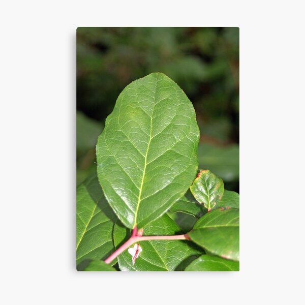 Item preview, "Salal" designed and sold by Lynn Bawden.