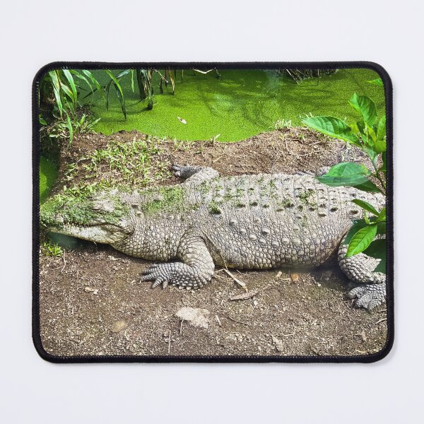 Item preview, Crocodile in San Jose, Costa Rica designed and sold by UniqueGlobal.