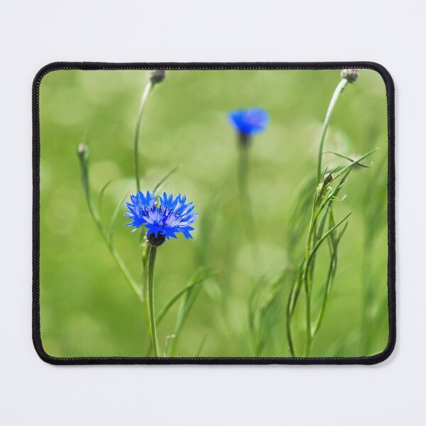 Item preview, Cornflowers - Centaurea-cyanus designed and sold by Dorset Girl.