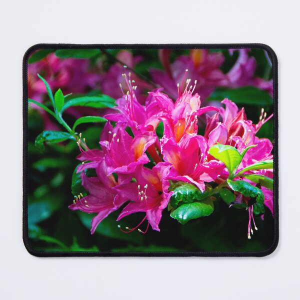 Item preview, The Rhodo colour festival designed and sold by jchanders.