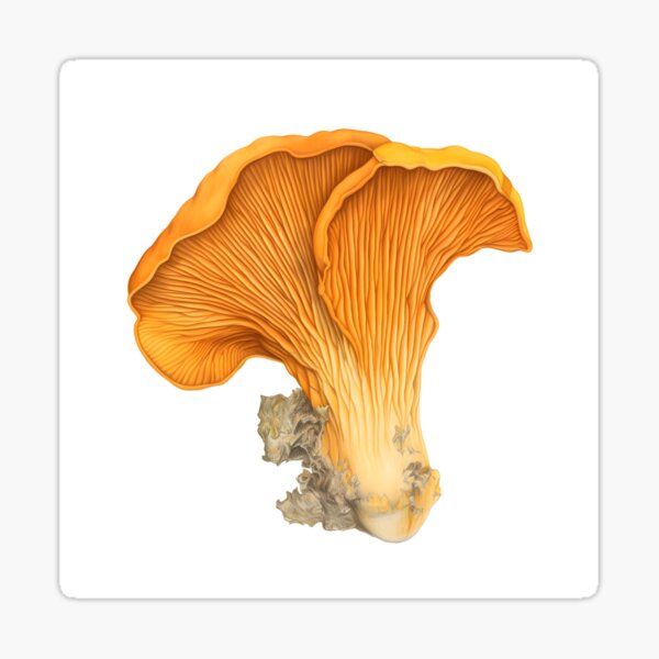 Item preview, Chanterelle designed and sold by DigitalPalette1.
