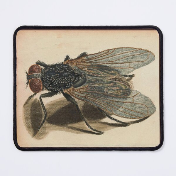 Item preview, The Fly from Martin Frobenius Ledermüller’s Microscopic Delights circa 1760 designed and sold by Wabojeg.