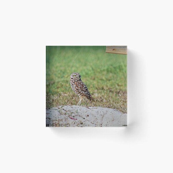 Item preview, Contemplation designed and sold by Michiale.