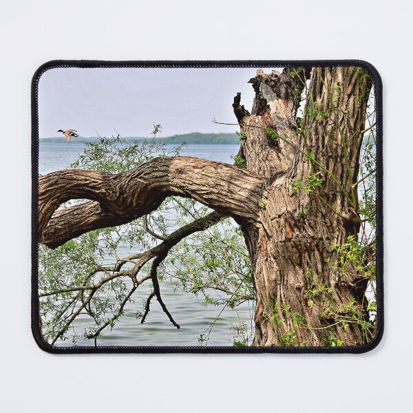 Item preview,  Trees, a Lake, and a Mallard Duck designed and sold by Martha Sherman.