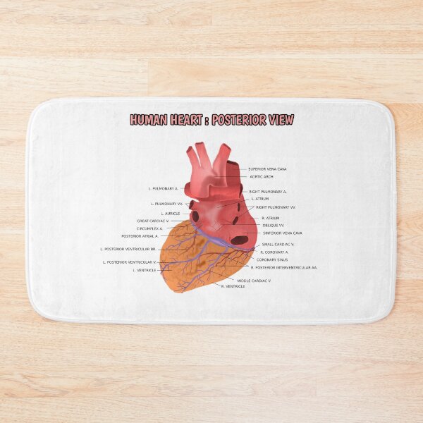 Item preview, Human Heart Posterior View  designed and sold by Weird-Artss.