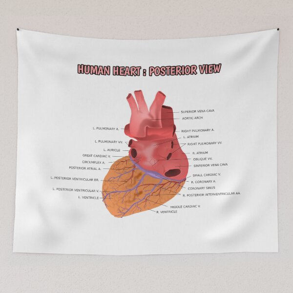 Item preview, Human Heart Posterior View  designed and sold by Weird-Artss.