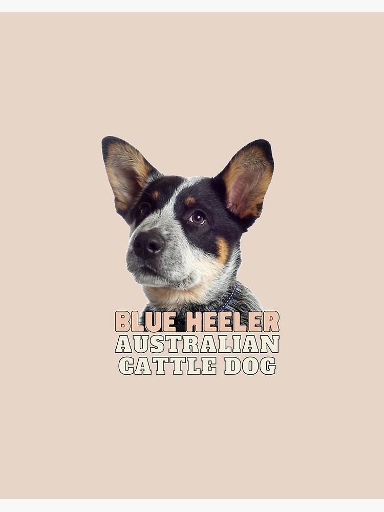 Australian Cattle Dog Blue Heeler Puppy Mounted Print for Sale by Elarex