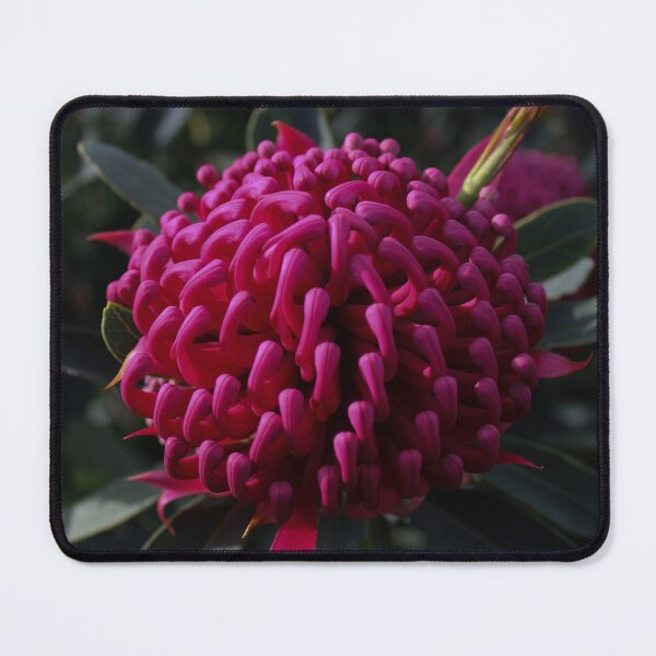 Item preview, Waratah Flower designed and sold by Linda Sijpkes.