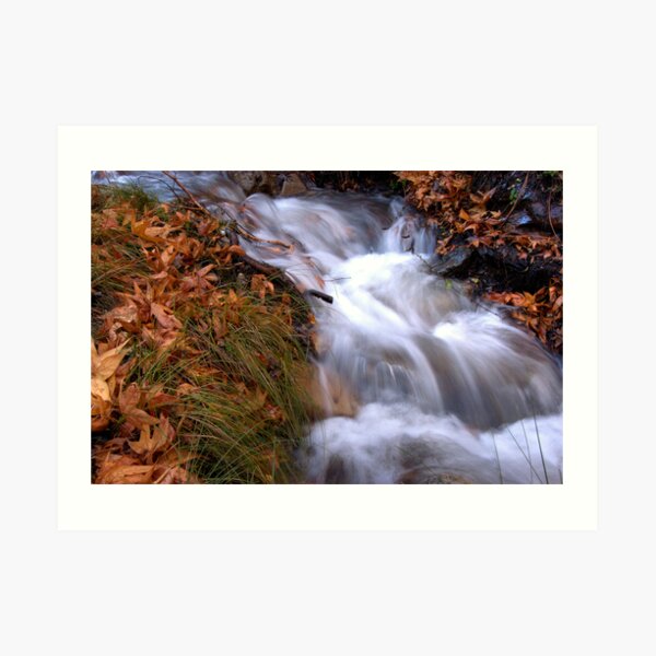 Madera Canyon 2 Art Print