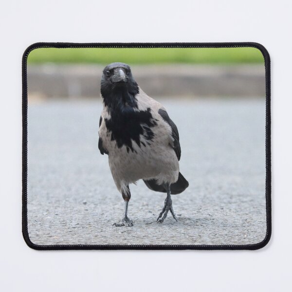 Item preview, Hooded crow designed and sold by GreyFeatherPhot.