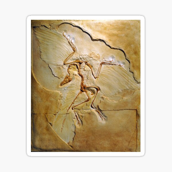 Item preview, Archaeopteryx fossil, Berlin specimen (C010/2628) designed and sold by SciencePhoto.