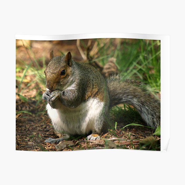 I`m Nuts About You!! Poster