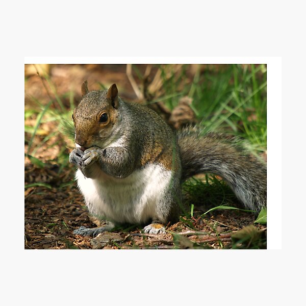 I`m Nuts About You!! Photographic Print