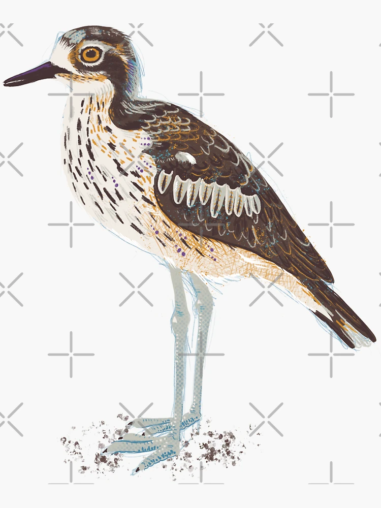 Australian cheapest Birds Bush-stone Curlew Giclee Art Print