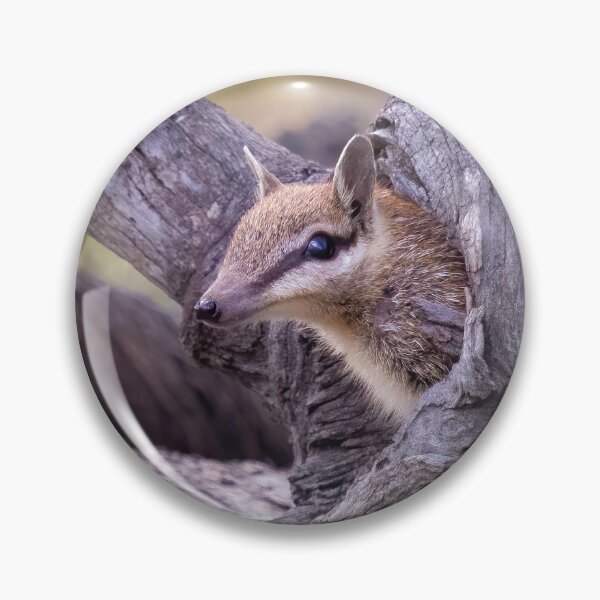 Item preview, Numbat poking head from log designed and sold by gwenthewren.