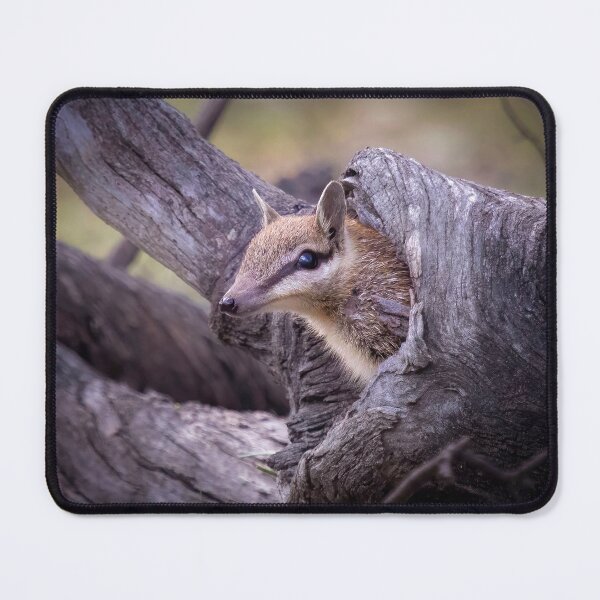 Item preview, Numbat poking head from log designed and sold by gwenthewren.