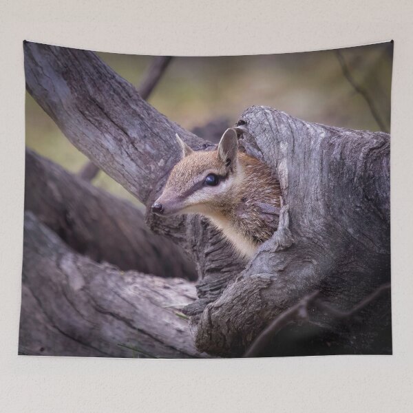 Item preview, Numbat poking head from log designed and sold by gwenthewren.