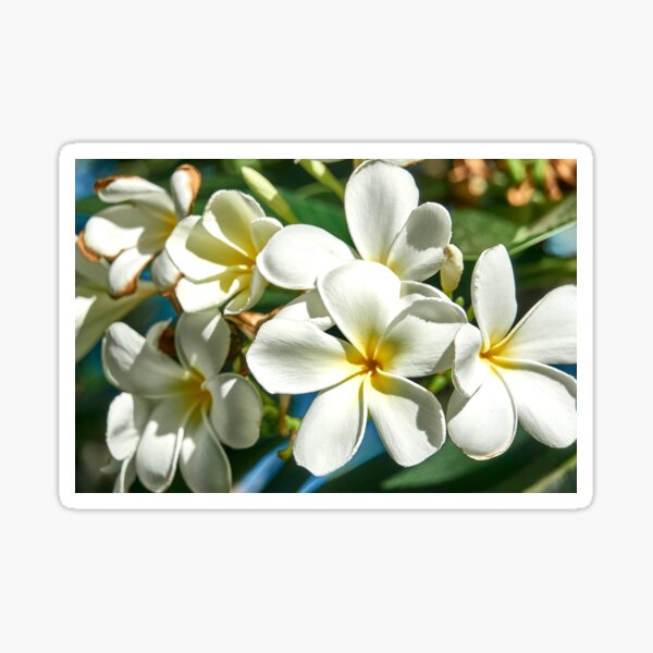 Artikel-Vorschau von Die exotische Blume des Franjipanier: Schönheit und Süße, designt und verkauft von franck380.
